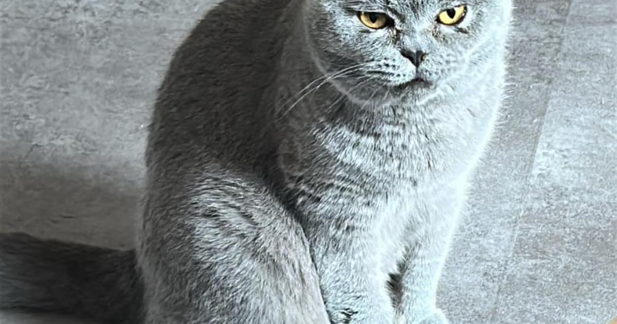 Heb jij Dex of Joey gezien? Deze twee huisdieren worden in Landsmeer vermist