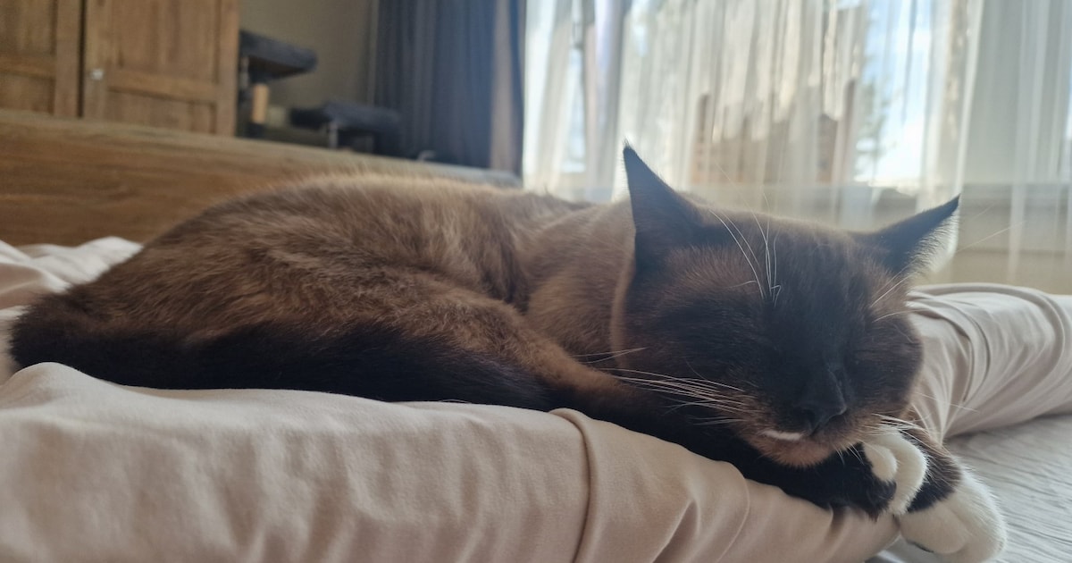 Heb jij Ollie gezien? Dit huisdier wordt in Hardinxveld-Giessendam vermist