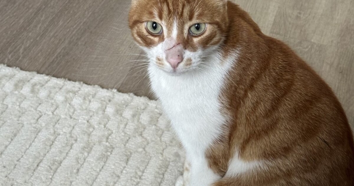 Heb jij Clyde gezien? Dit huisdier wordt in Leiderdorp vermist