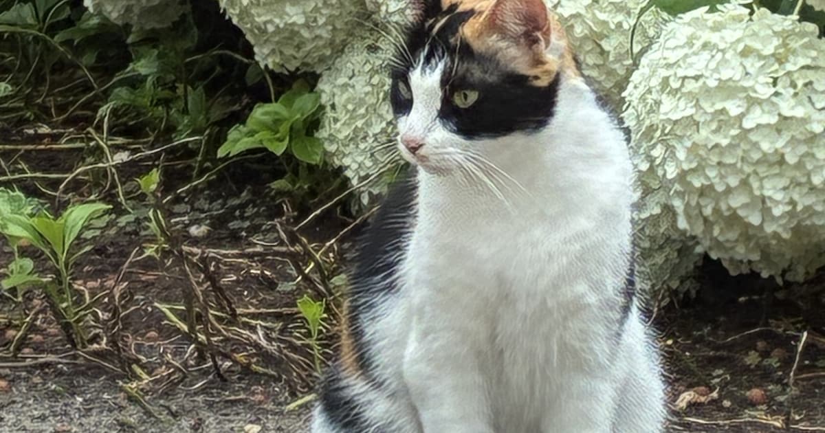 Heb jij Fred of Snuffeltje gezien? Deze twee huisdieren worden in Baarle-Nassau vermist
