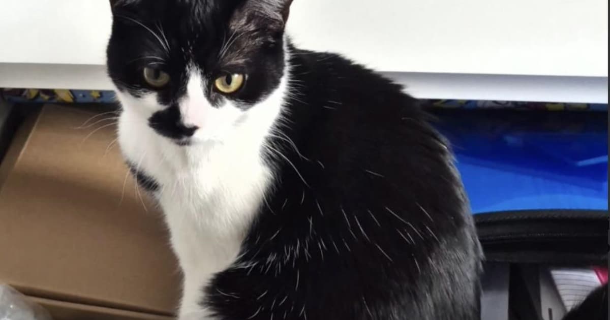 Heb jij Busja gezien? Dit huisdier wordt in Veere vermist