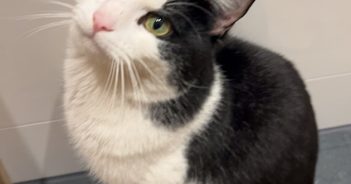 Heb jij Rambo, Kristof of Joey gezien? Deze vijf huisdieren worden in Amersfoort vermist