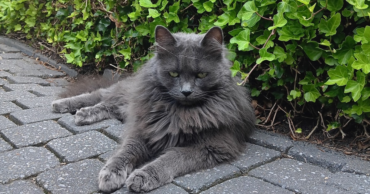 Heb jij Fien, Happy of Gigi gezien? Deze drie huisdieren worden in Molenlanden vermist