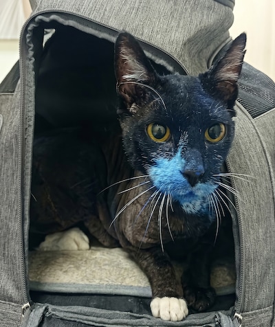 Kattenbezitters doen ’s ochtends nare ontdekking: hun dier zit onder de verf en is spuugziek