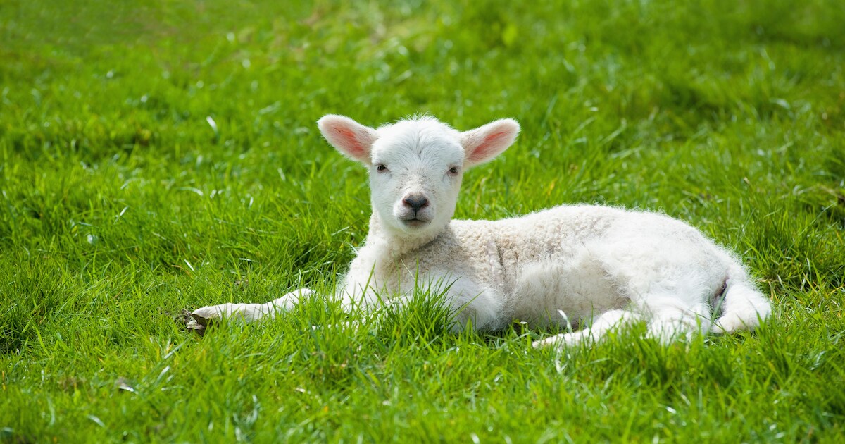 Twee bokjes ingeslapen vanwege hersenvliesontsteking bij Dierenweide Stroomdal in Beilen