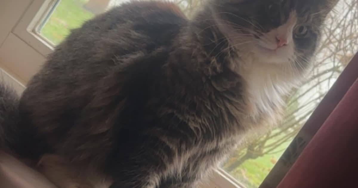 Heb jij Max of Tjoekie gezien? Deze twee huisdieren worden in Heerenveen vermist