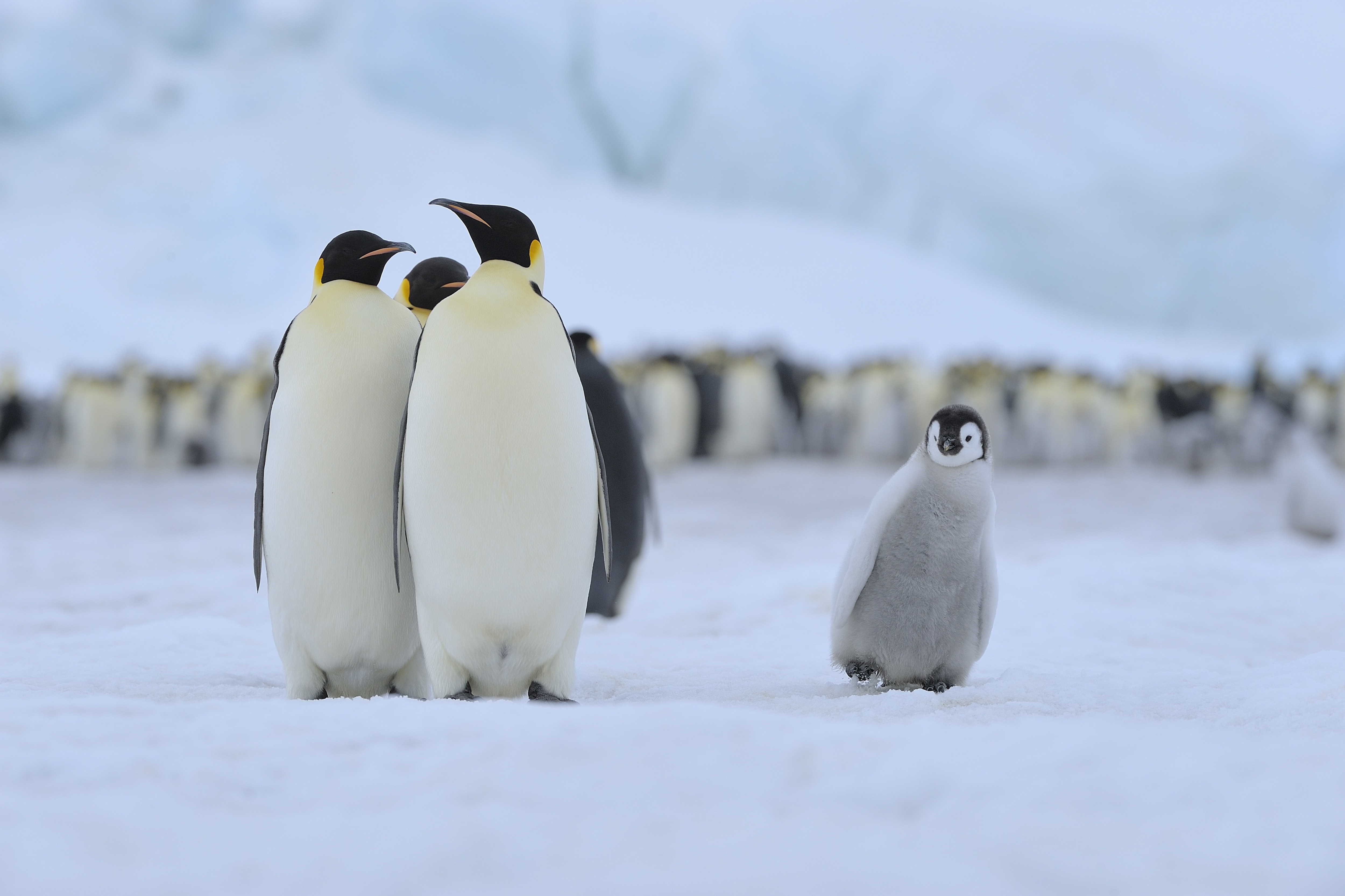 Klimaatverandering eist tol voor dieren op Antarctica: keizerspinguïn en pelsrob bedreigd