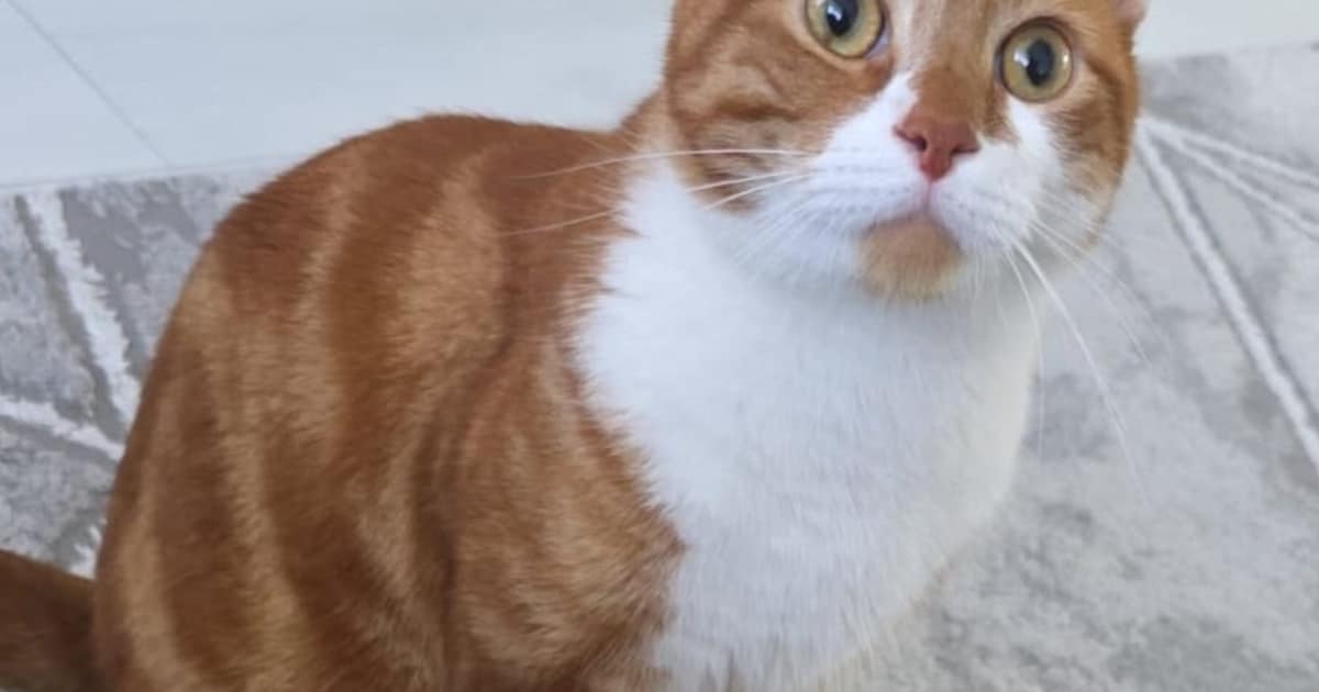 Heb jij Mango gezien? Dit huisdier wordt in Blaricum vermist