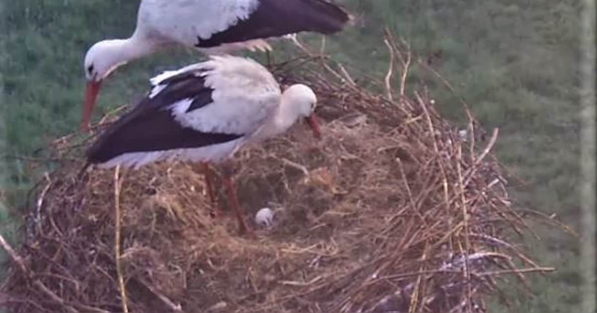 Bekende ooievaars achter natuurcentrum De Schaapskooi weer live te volgen op webcam