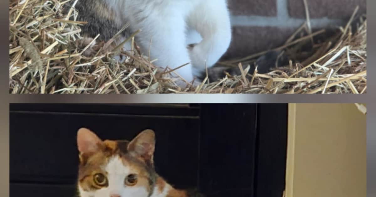 Heb jij Daisy of Mila gezien? Deze twee huisdieren worden in Roermond vermist