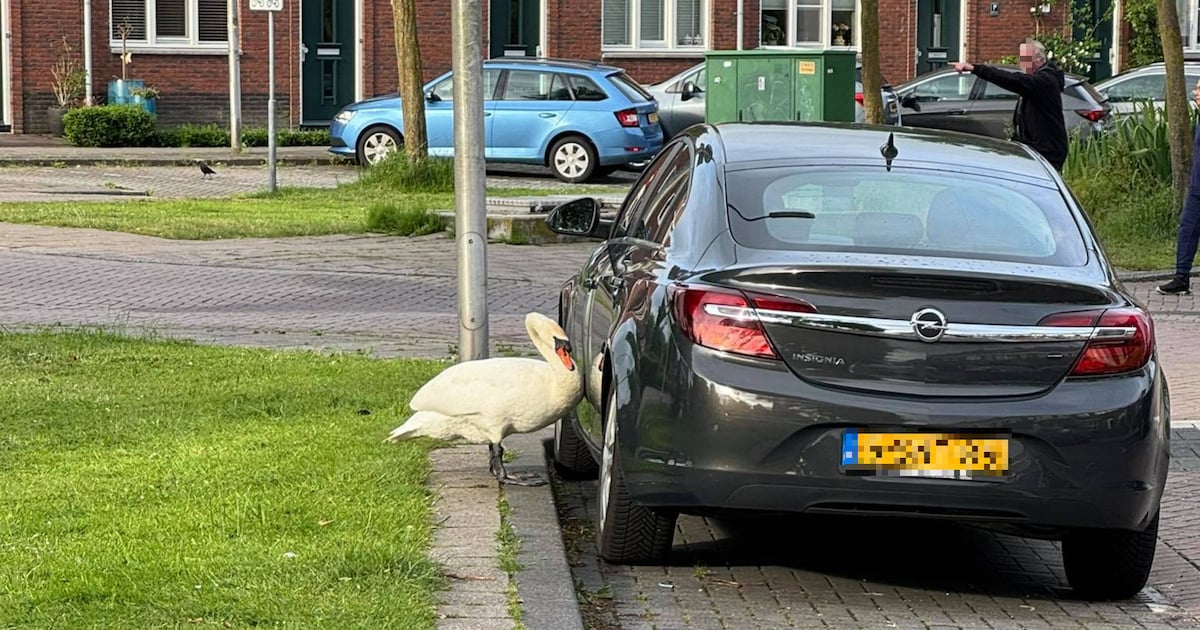 Zwaan terroriseert de buurt, auto’s zijn niet veilig voor pikkende vogel: ‘Hij raakt gefrustreerd’