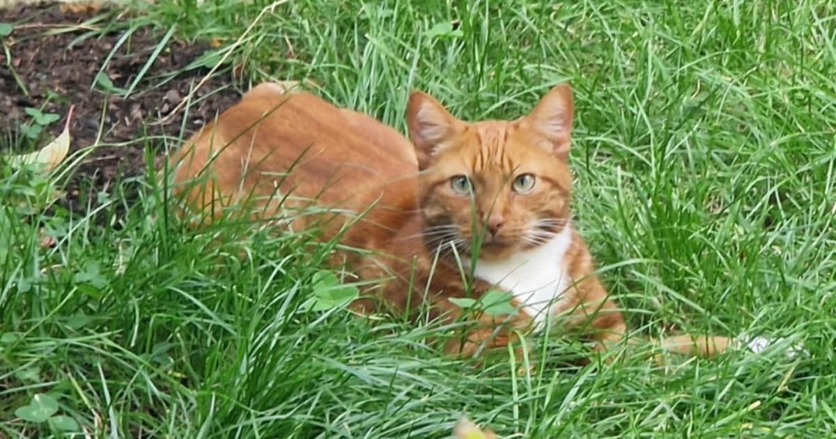 Heb jij Daantje of Pietertje gezien? Deze twee huisdieren worden in Zuidplas vermist