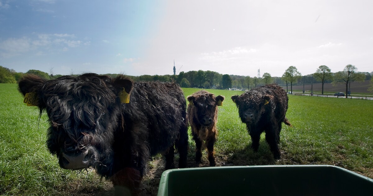 Bijzonder beeld: kudde Galloways staat in de rij om de Grebbeberg te beklimmen