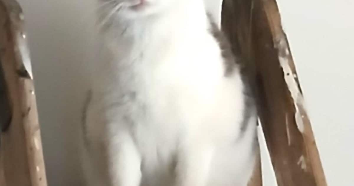 Heb jij Nala, Poemel of Evi gezien? Deze vijf huisdieren worden in Hoogeveen vermist