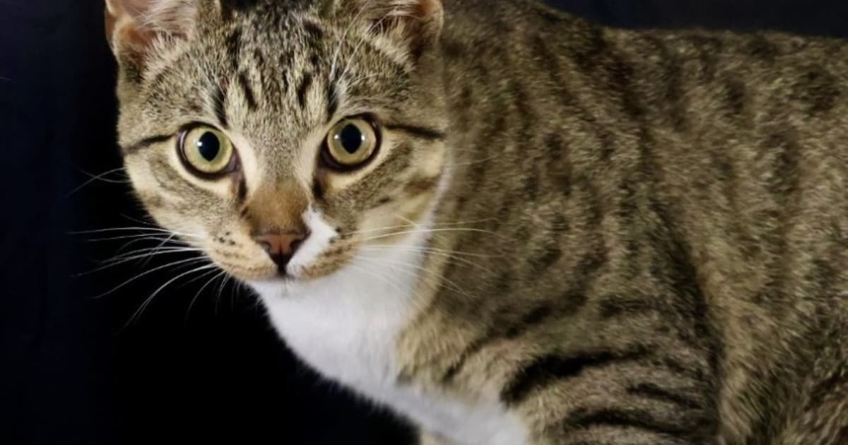 Heb jij Mowgli gezien? Dit huisdier wordt in Krimpen aan den IJssel vermist