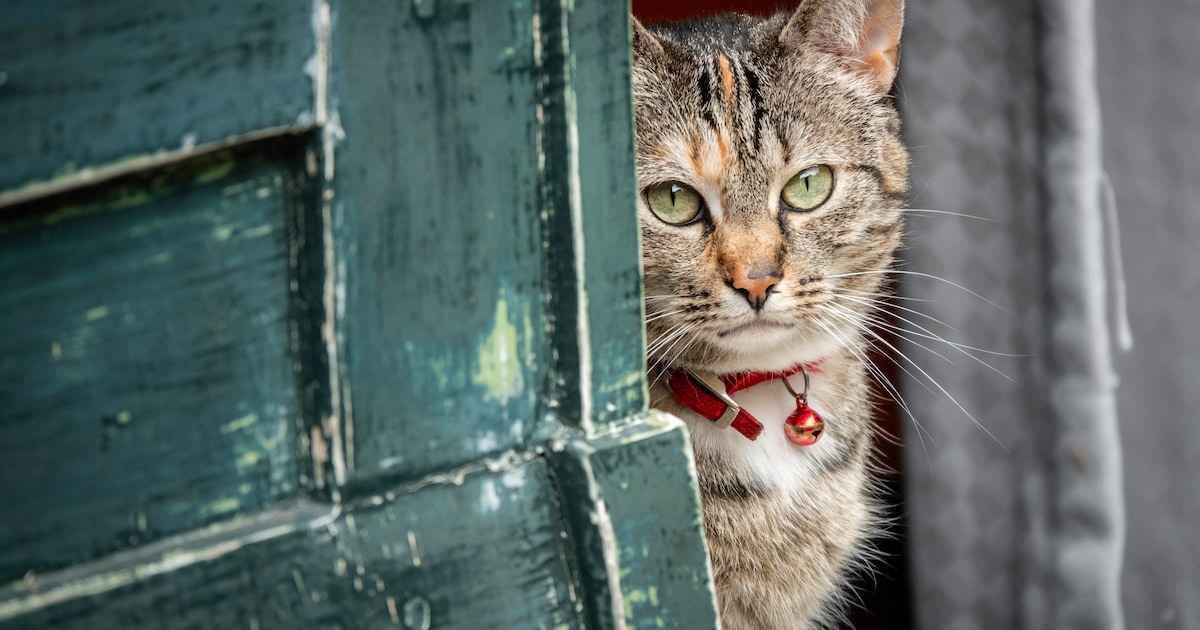 Gratis castratieactie voor katten in Westerkwartier op 24 februari