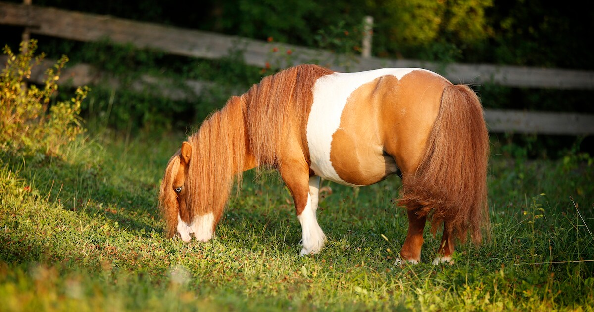 Shetlandpony in Friesland mogelijk doodgebeten door wolf