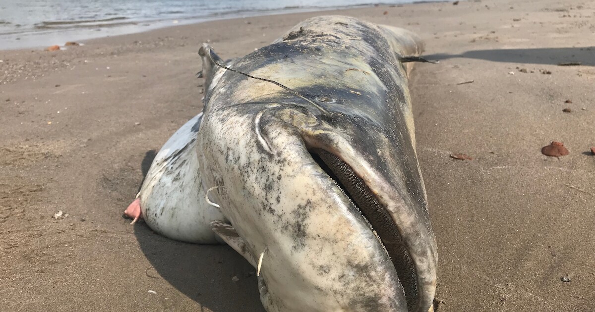 Monsterlijke meerval strandt bij uiterwaarden in Deest