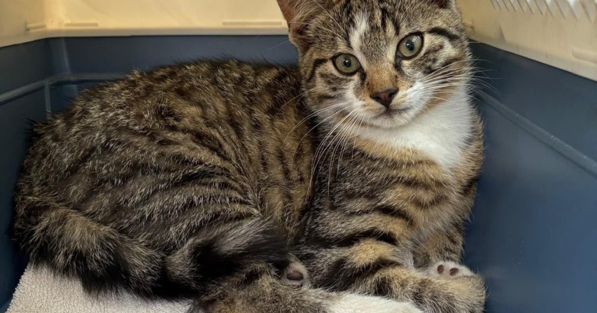 Heb jij Schildpad, Loki of Lio gezien? Deze drie huisdieren worden in Assen vermist