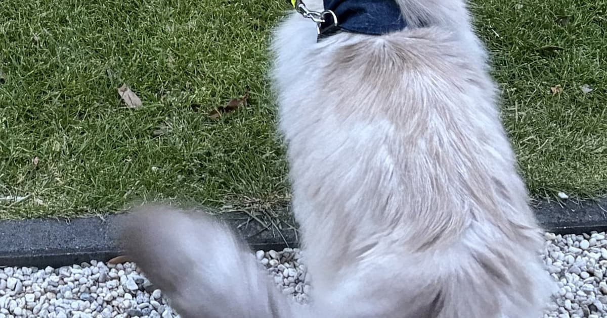 Heb jij Levka of Ocean gezien? Deze twee huisdieren worden in Gorinchem vermist