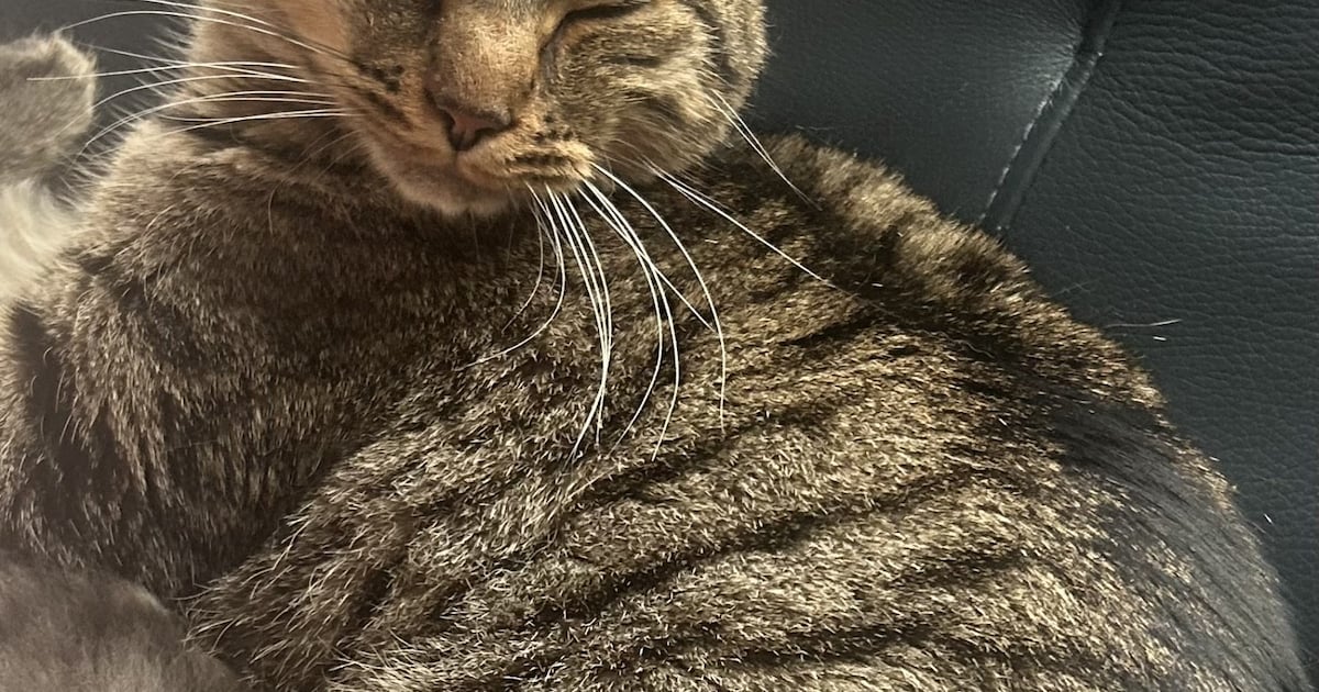 Heb jij Pip of Tiger gezien? Deze twee huisdieren worden in Vlissingen vermist