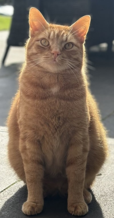 Heb jij Lucy, Toulouse of Nani gezien? Deze vijf huisdieren worden in Zutphen vermist