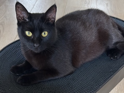 Heb jij Björk, Max of Ollie gezien? Deze drie huisdieren worden in Dordrecht vermist