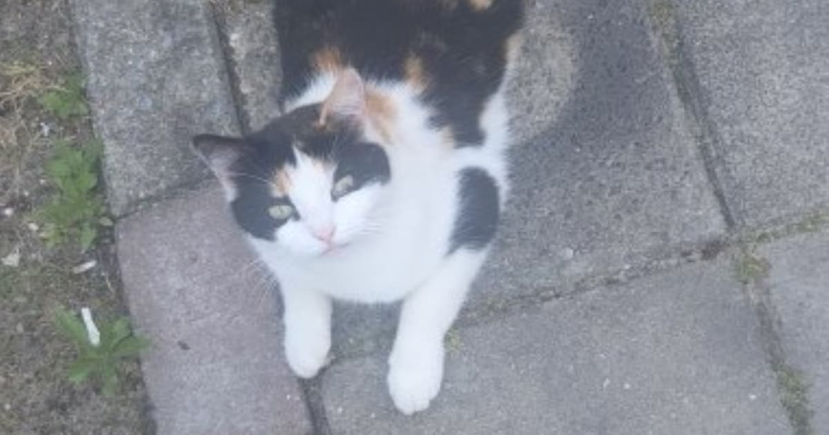 Heb jij Peach gezien? Dit huisdier wordt in Landgraaf vermist