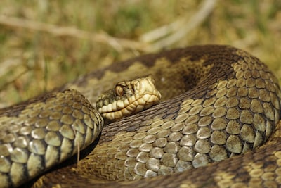 Natuurbeschermer RAVON importeert mannelijke adders op Wolfhezerheide tegen uitsterven