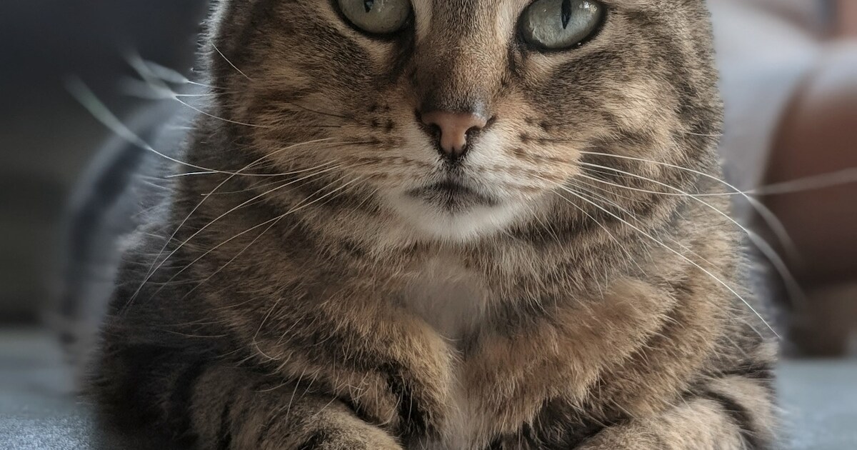 Heb jij Osma gezien? Dit huisdier wordt in Texel vermist