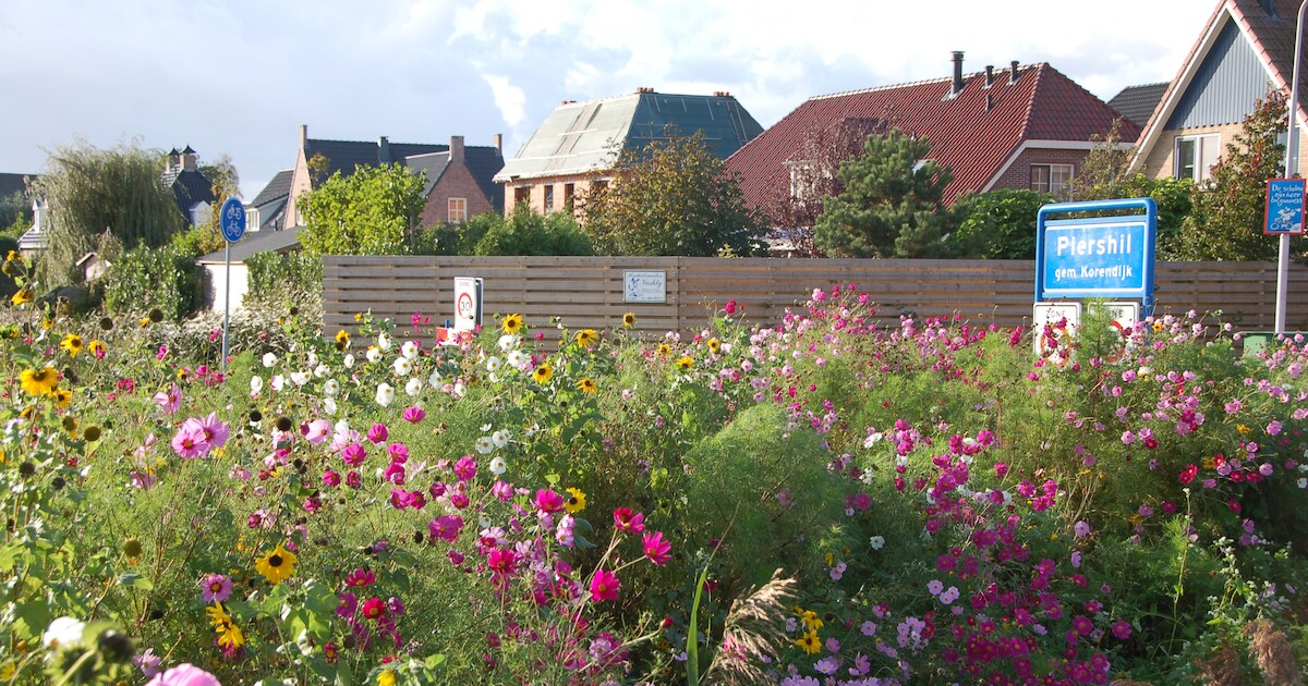 Tuin of balkon opvrolijken? Echt-Susteren deelt gratis bloemenmengsel uit aan inwoners
