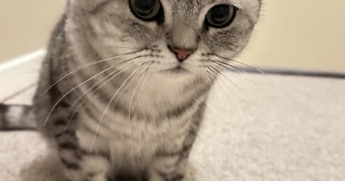 Heb jij Nigel gezien? Dit huisdier wordt in Uitgeest vermist