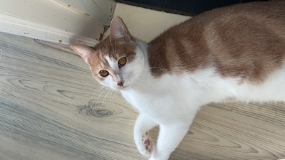 Heb jij Kiki, Coco of Olaf gezien? Deze vier huisdieren worden in Veenendaal vermist