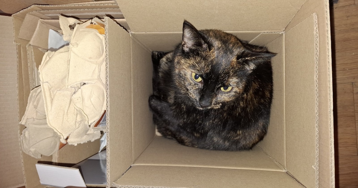 Heb jij Murphy of Sjimmie gezien? Deze twee huisdieren worden in Haaksbergen vermist