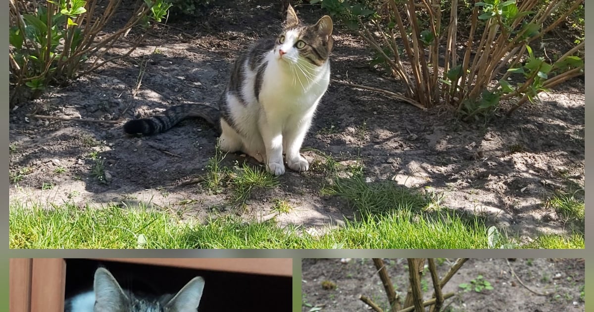 Heb jij Kiki of Mucky gezien? Deze twee huisdieren worden in Katwijk vermist