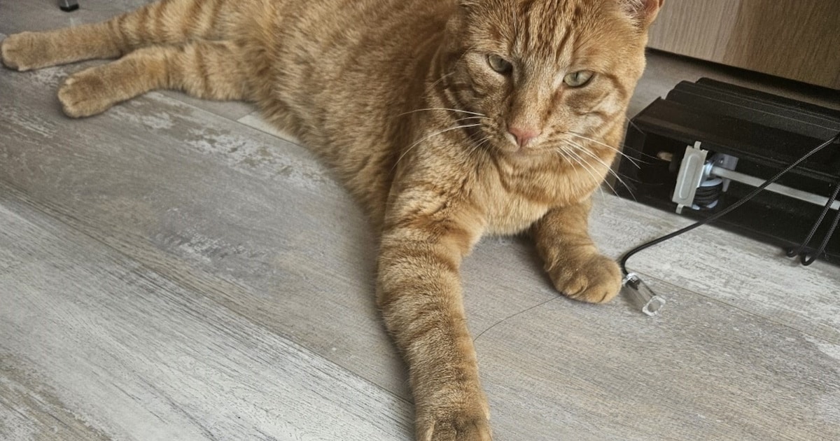 Heb jij Rosella, Valera of Isa gezien? Deze vier huisdieren worden in Zaanstad vermist