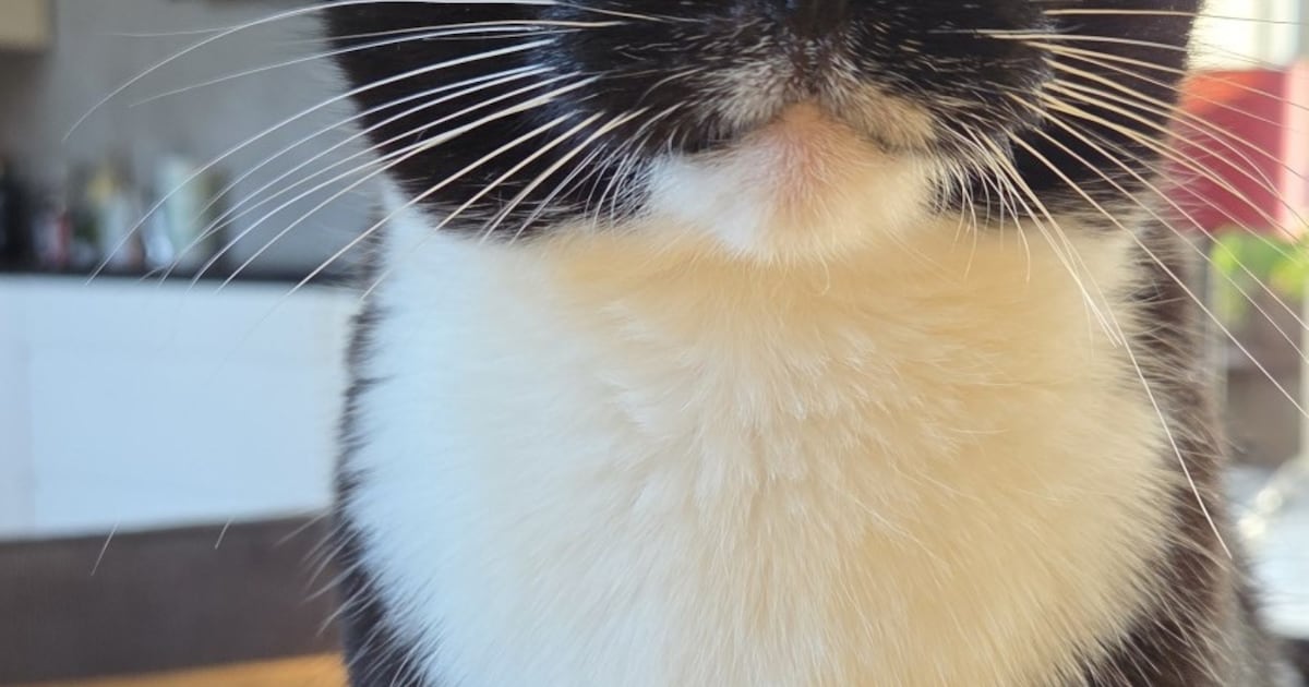 Heb jij Tesla, Grypek of Snoopy gezien? Deze vier huisdieren worden in Boxtel vermist