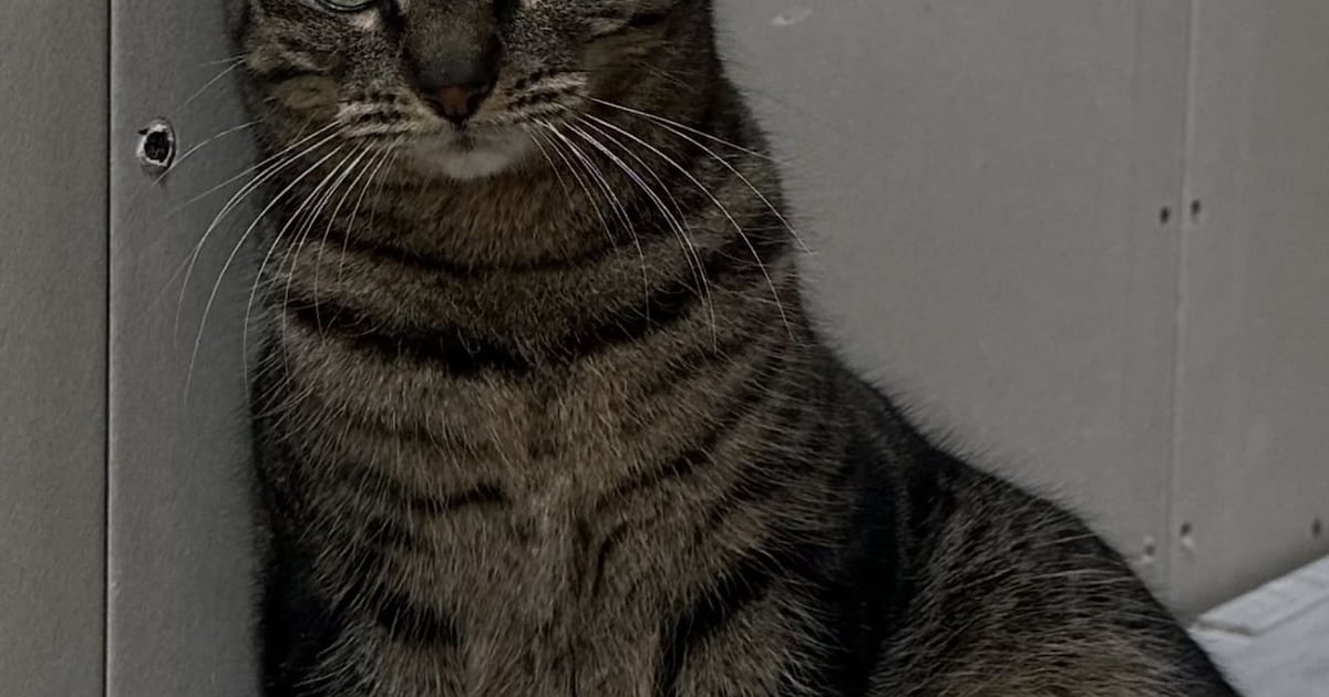 Heb jij Kevin, Zoë of Pipi gezien? Deze drie huisdieren worden in Súdwest-Fryslân vermist