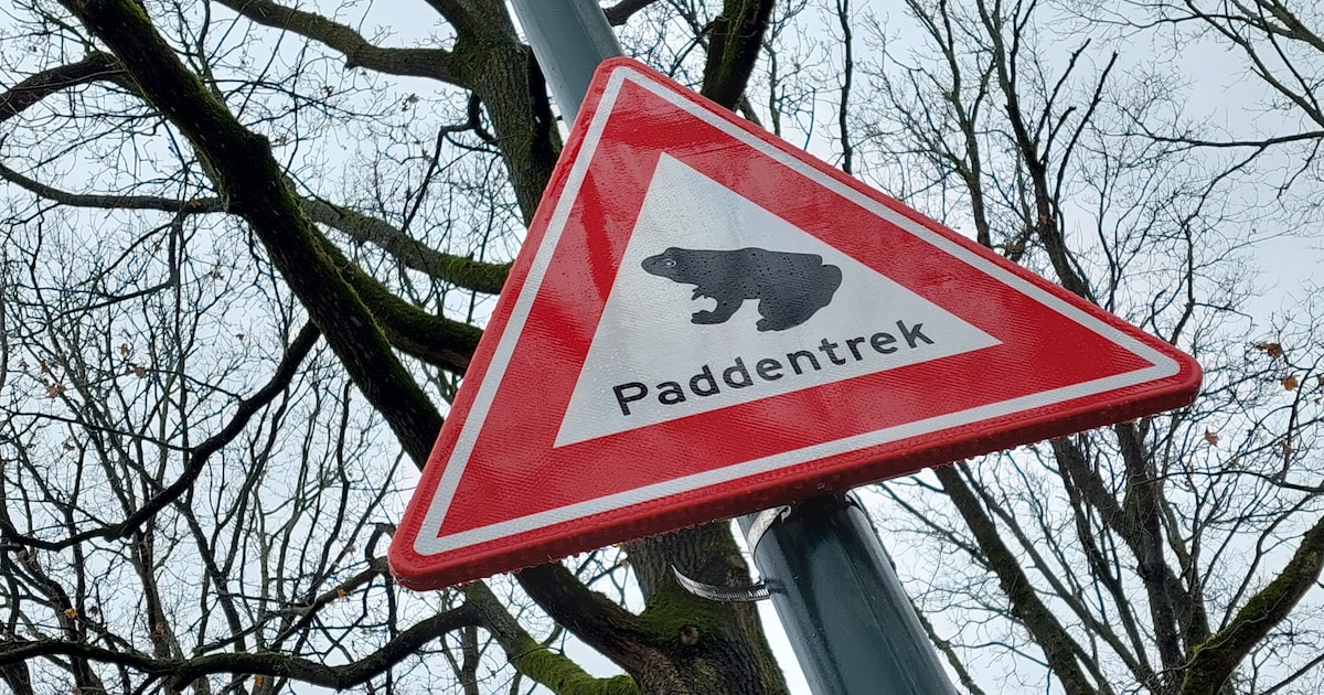 Wie in Almere wil helpen bij de paddentrek, kan zich aanmelden als vrijwilliger