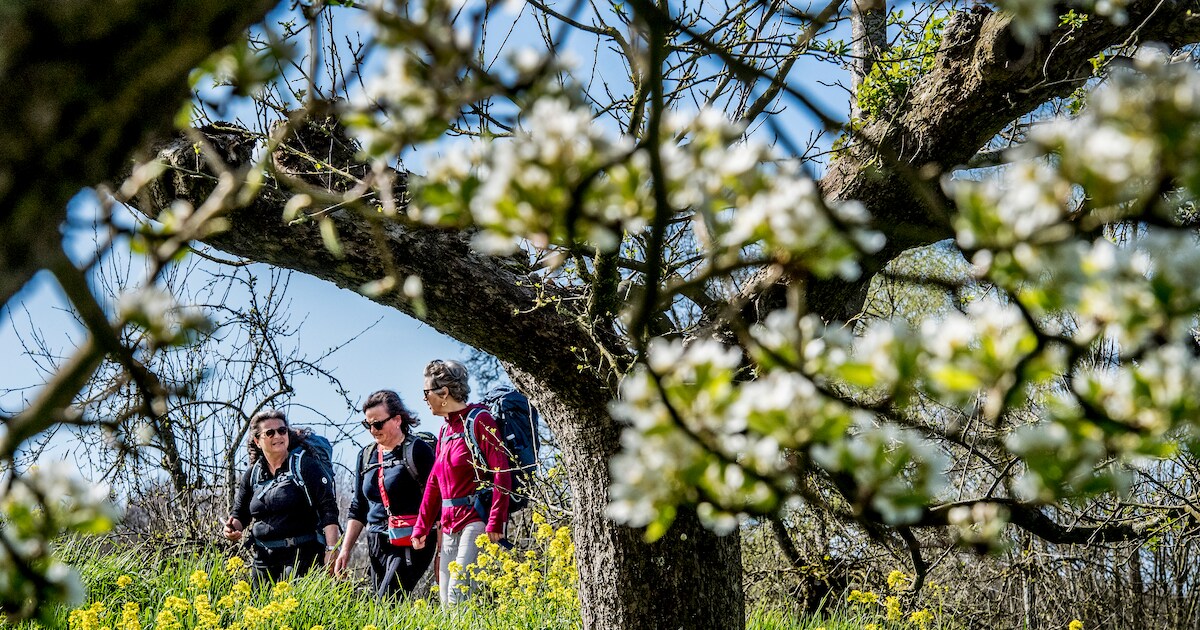 Al jaren geen Bloesemtocht in West-Betuwe. Is dat een gemis of kunnen wandelaars prima op eigen init