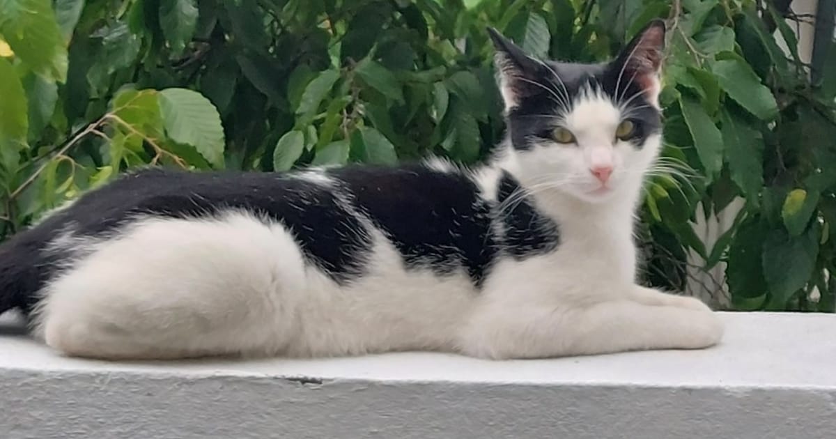 Heb jij Simba of Tommy gezien? Deze twee huisdieren worden in Schiedam vermist