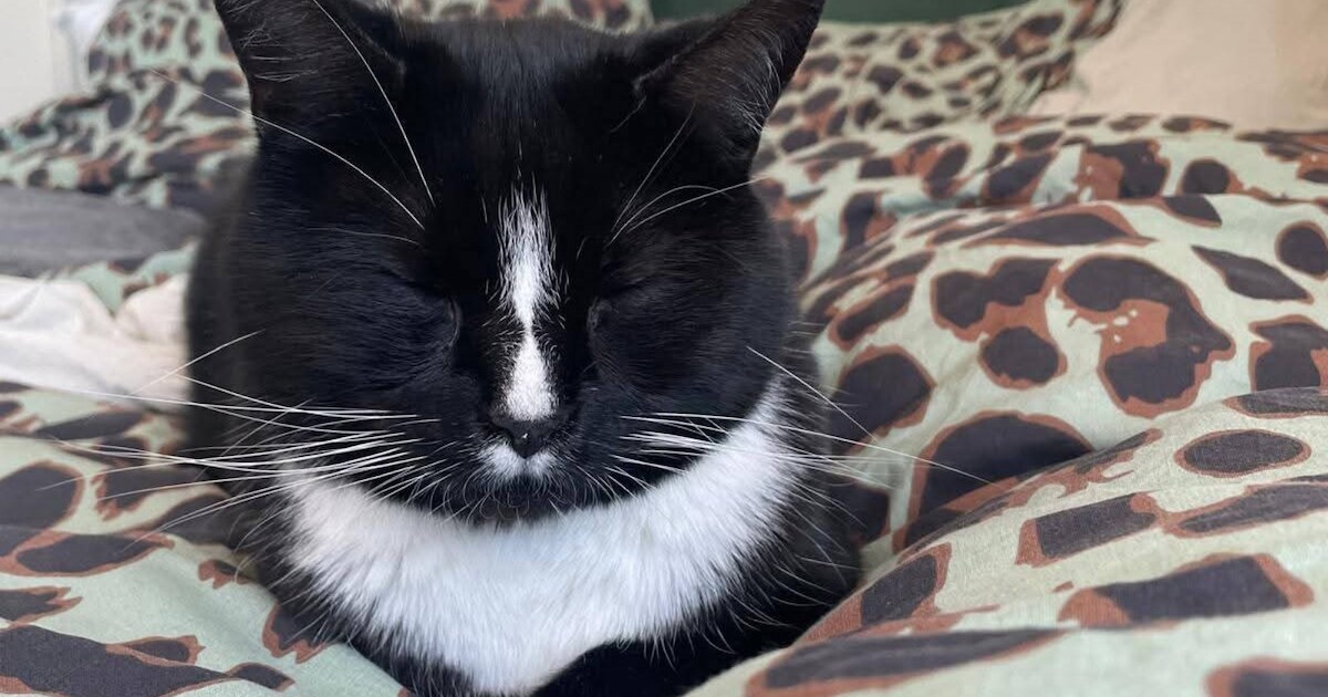 Heb jij Mouse of Bikkel gezien? Deze twee huisdieren worden in Harlingen vermist