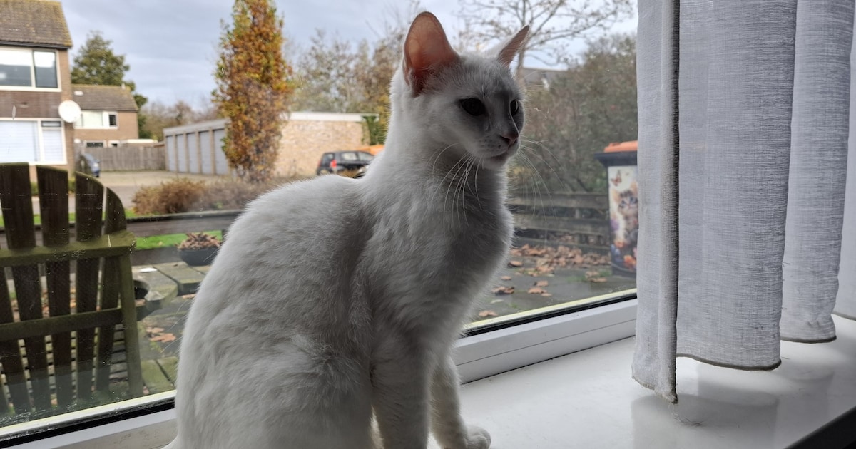 Heb jij Yuki gezien? Dit huisdier wordt in Medemblik vermist
