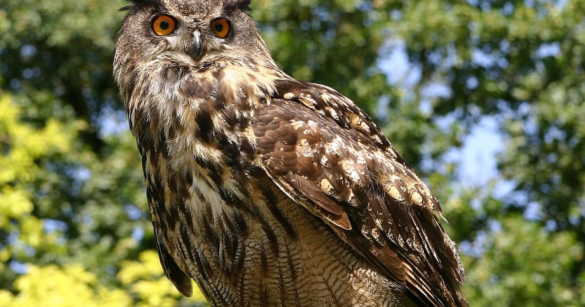 Heb jij Coco gezien? Dit huisdier wordt in Deurne vermist