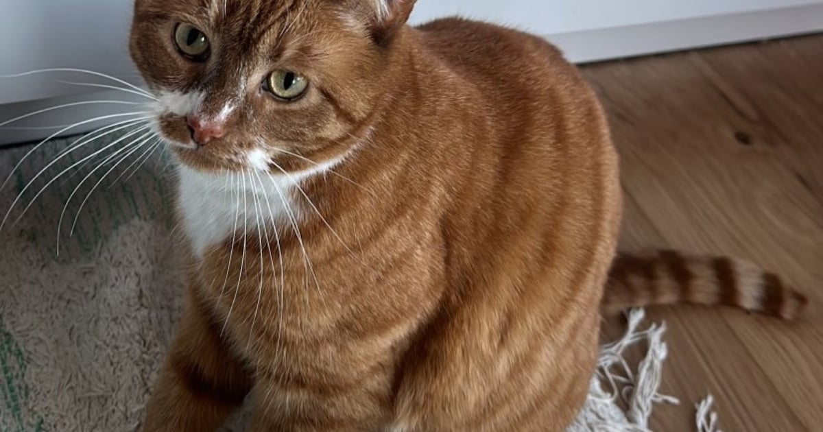 Heb jij Corrie gezien? Dit huisdier wordt in Hardinxveld-Giessendam vermist