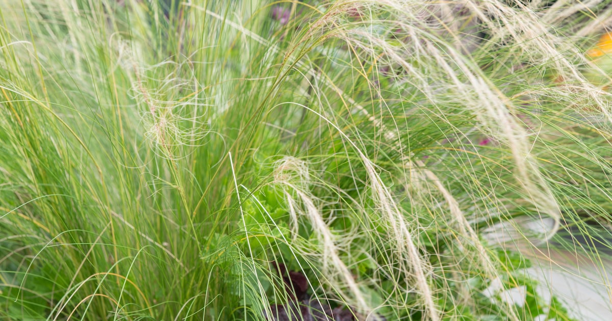 Han van den Burgh geeft lezing over siergrassen in Oegstgeest