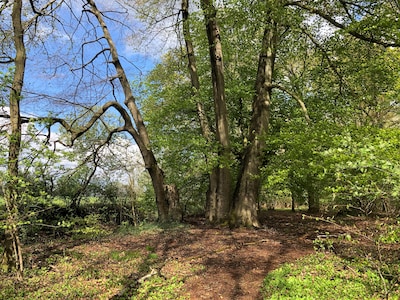 IVN Helmond houdt publiekswandeling in Coovelsbos