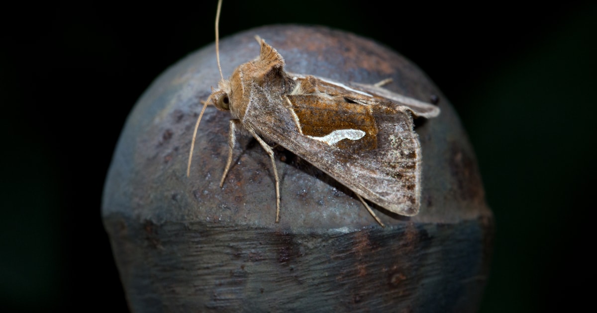 Lezing over nachtvlinders bij de Fûgelhelling in Ureterp