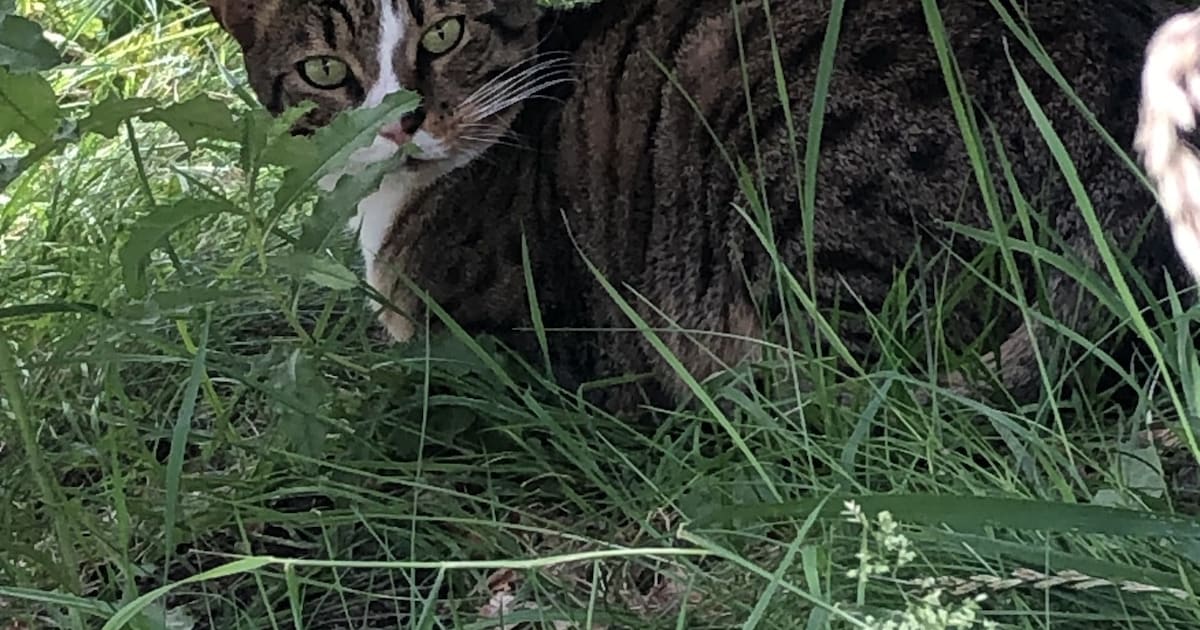 Heb jij Cane, Louie of Dikkerd gezien? Deze drie huisdieren worden in Meppel vermist