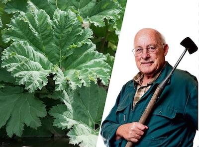 De reusachtige bladen van de gunnera klinken voor Romke als ‘een reus die stukken glas tussen zijn kiezen vermaalt’